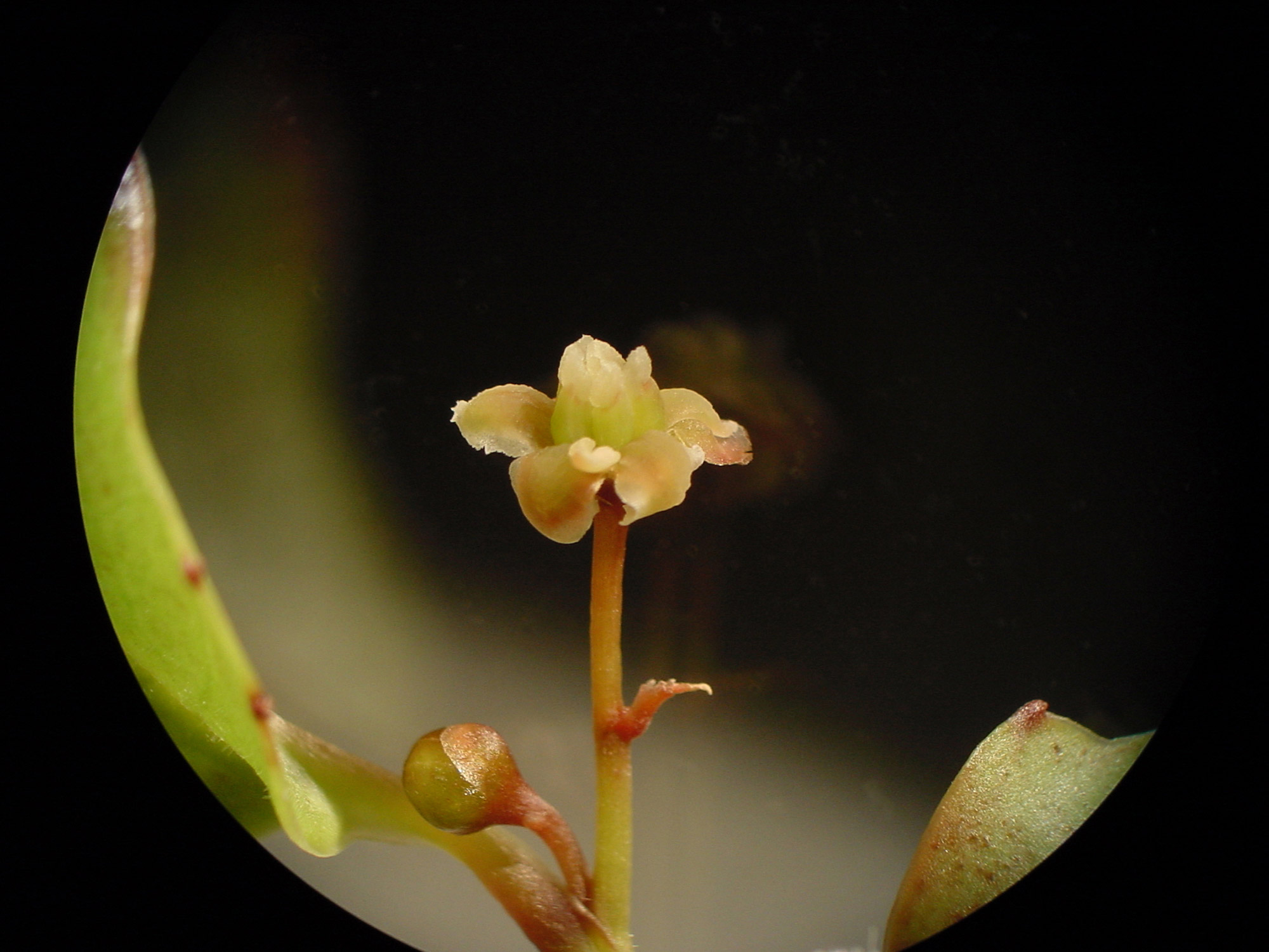 Amborella