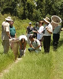 collecting butterflies