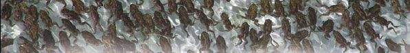 Baby spadefoot frogs