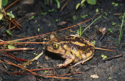 Toad