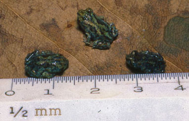 Baby spadefoot frogs