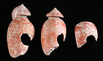 Shell artifacts
