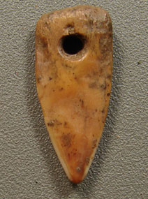 barracuda tooth