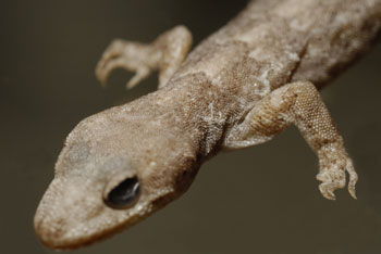 Bent toed gecko spcimen