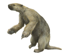 Giant sloth