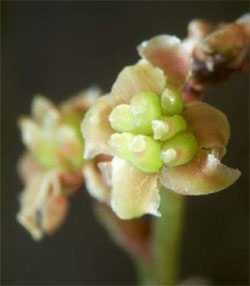 Amborella trichopoda