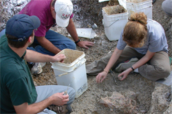 finding fossils