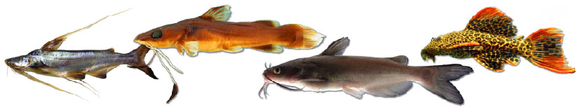 catfish of different shapes and colors
