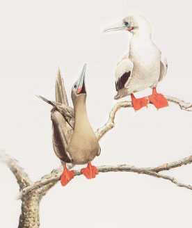 Red-footed booby illustration