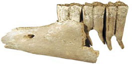 Florida horse jaw fossil