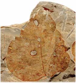 fossil leaf