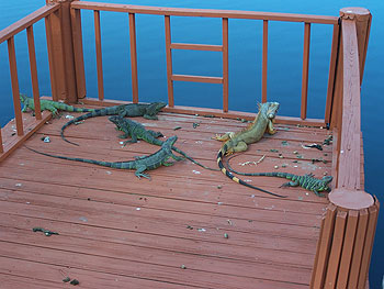 green iguanas