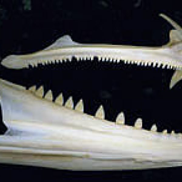 barracuda jaw