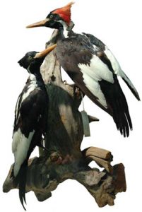 Ivory-billed Woodpecker