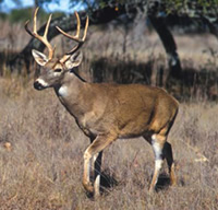 White-tailed deer