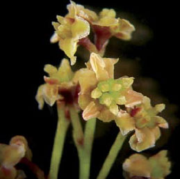 Amborella trichopoda