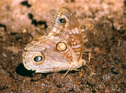 Female Owl butterfly