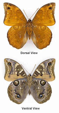 Owl butterflies, front and back