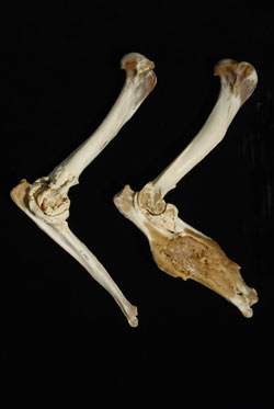 Florida panther left and right forearms