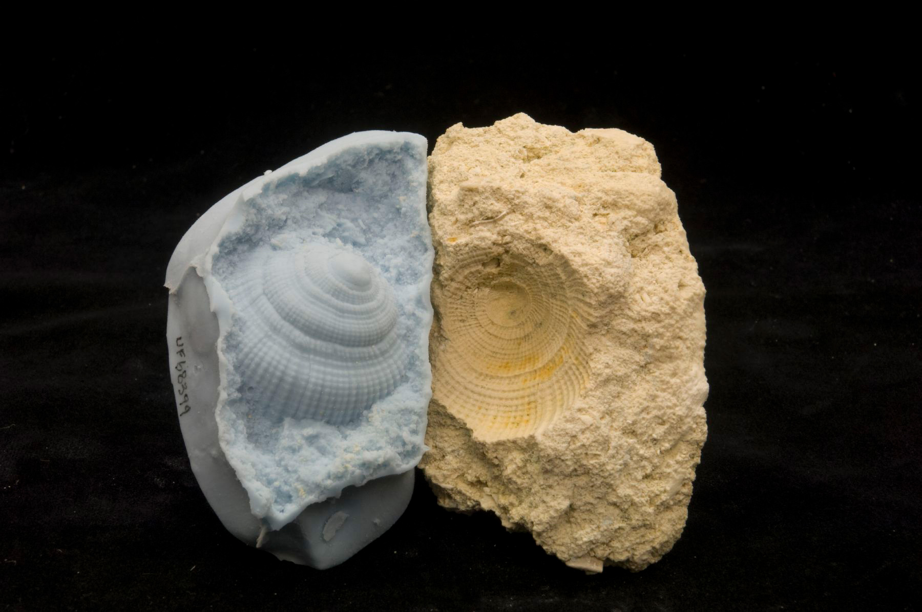 fossil mold
