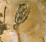 fossil Dove Tree
