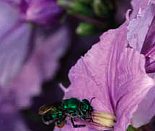 bee in flower