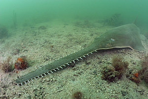 sawfish in ocean