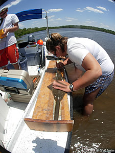 Alicia LaPorte measures sawfish