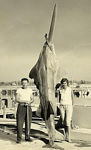 historic sawfish photo