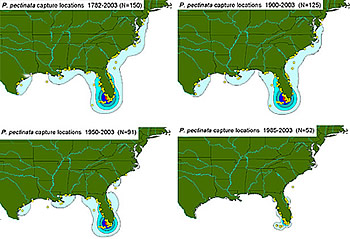 sawfish distribution maps