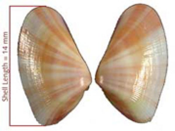 Donax variabilis