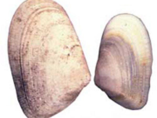 larger archaeological shell vs smaller modern shell