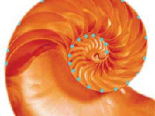 growth septa of chambered nautilus