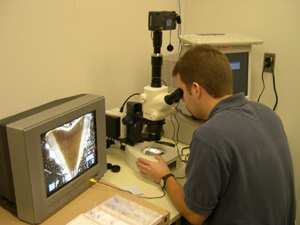 scientist examining shark vertebrae under microscope
