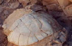 33-million-year-old gopher tortoise shell