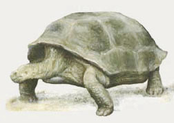 Fossil tortoise image
