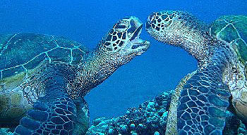Two sea turtles