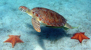 sea turtle