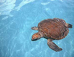 green sea turtle