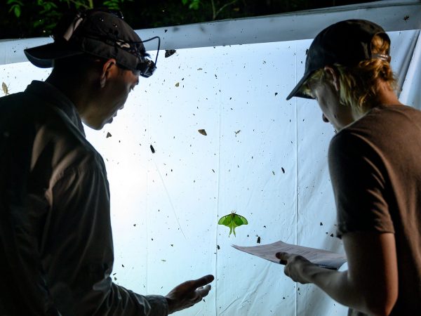 two researchers look at back lit screen that is covered in moths