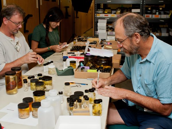 Scientists cataloging specimens