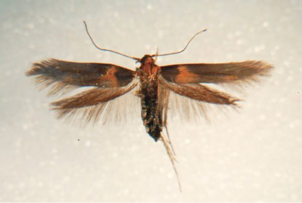 hyposmocoma moth