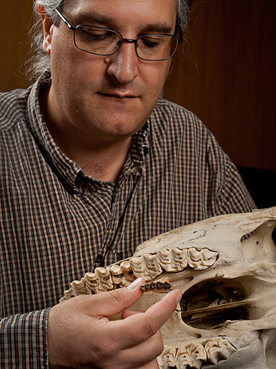 Jonathan Bloch compares the upper jaw of Sifrhippus