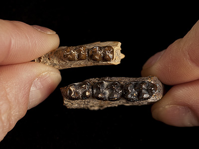 Comparing upper teeth of the earliest known horse, Sifrhippus