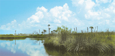 Turtle Creek; Withlacoochee Gulf Preserve.