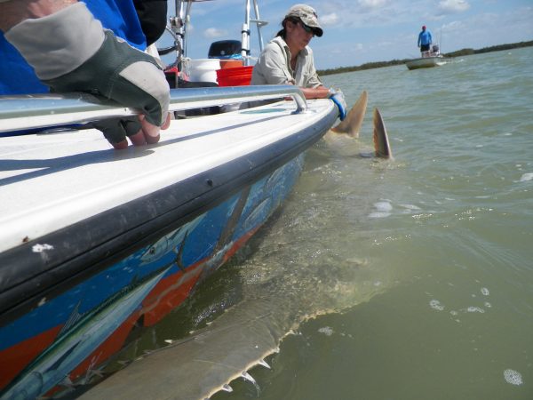 A sawfish swims near a boat of researchers