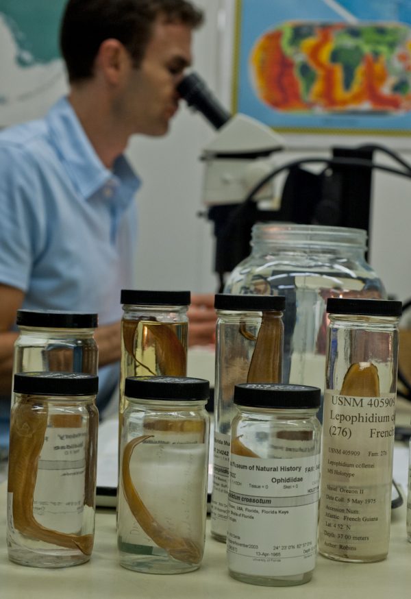 Rob Robins examines Lepophidium cultratum, the Blackear Cusk-eel, a new species described in a study appearing in the Florida Museum of Natural History Bulletin. Rob looking into microscope with jars in front