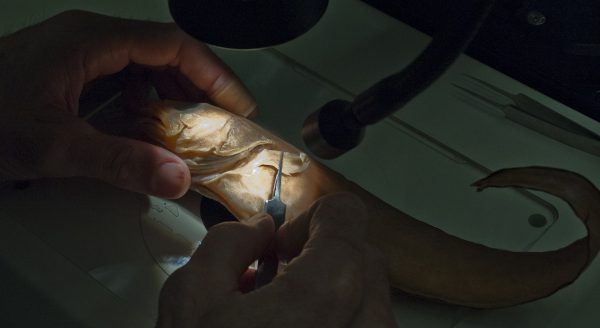 Rob Robins examines the external anatomy of Lepophidium cultratum, the Blackear Cusk-eel. close-up of cusk-eel under microscope