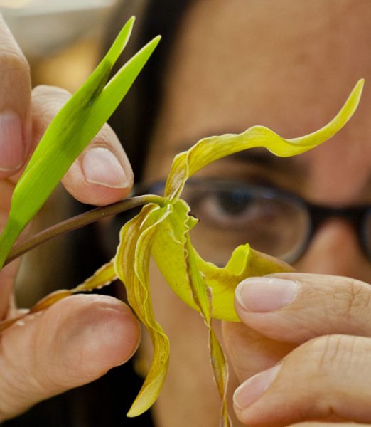 Endara inspects orchid