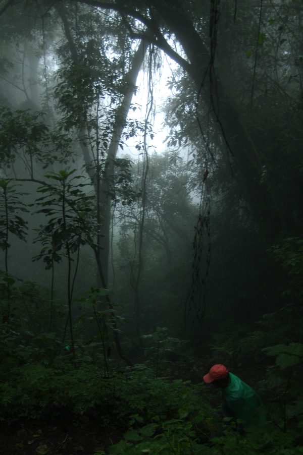 Guatemalan cloud forest